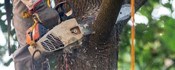 Reliable Cranford, NJ Tree Removal Services Solutions